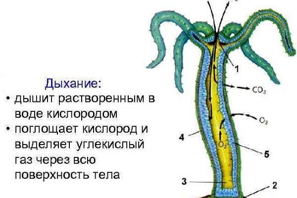 Кракен впн